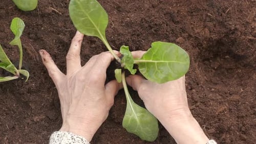 Hands Planting Seedling in Rich Garden Soil