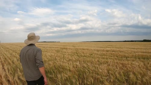 Rear View to Young Farmer Going Through the Barley Plantation at Summer Day
