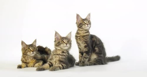 Blue Blotched Tabby and Brown Tortie Blotched Tabby Maine Coon, Domestic Cat, Kittens Normandy