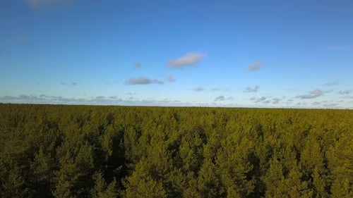 Forests the Green Lungs of the Earth