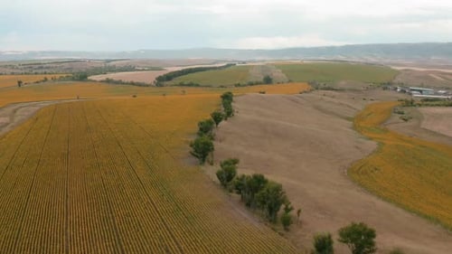 Aerial View of Sunflower Fields and Rolling Hills