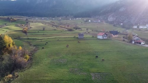 Cows Grazing on Green Pasture in Rural Landscape