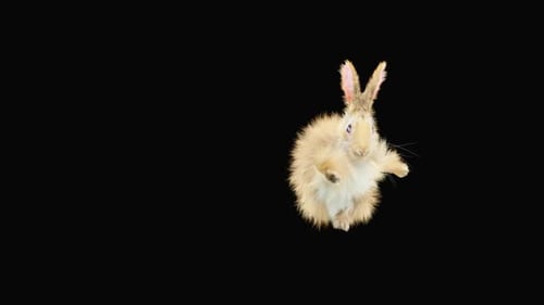 Rabbit Dancing HD