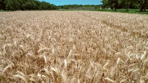 Aerial View of Golden Wheat Field in Countryside