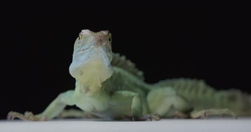 Studio Footage of a Beautiful Green Iguana Looking at the Camera Wildlife