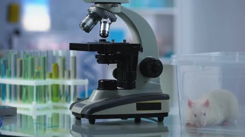 Lab Rat near Microscope in Bright Laboratory