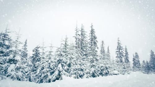 Beautiful Fluffy Snow Tree Branches