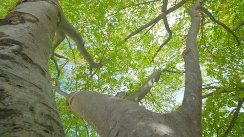 Forked Branches and Mosscovered Trunk of Birch Tree