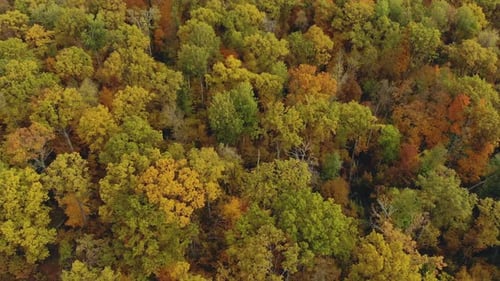Flying a Drone Over Beautiful Autumn Landscapes in the Countryside. Multicolored Forest