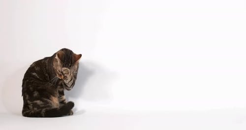 Brown Tabby Domestic Cat Licking against White Background, Slow motion 4K