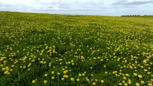 Aerial View of the Yellow Flowers Field Under Blue Cloudy Sky