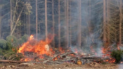 Fire in the Summer Forest