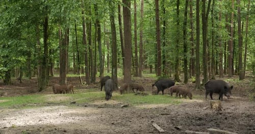 Wildschweine im Wald