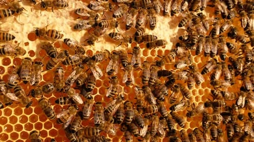 Honigbienen