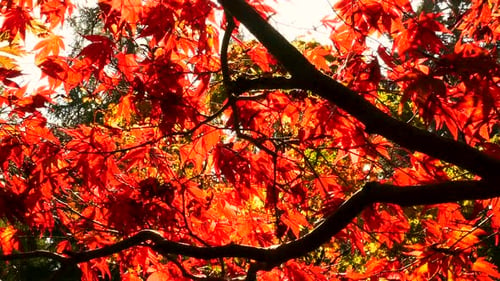 Herbst-Baum