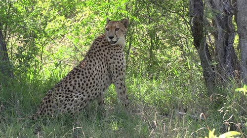 Cheetah Resting and Relaxing in the Shade