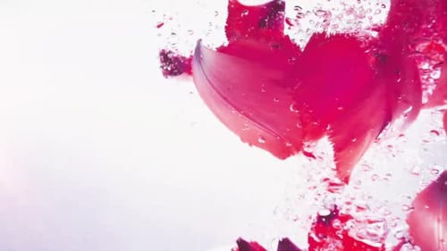 Petals of Tulips Fall in Water 4