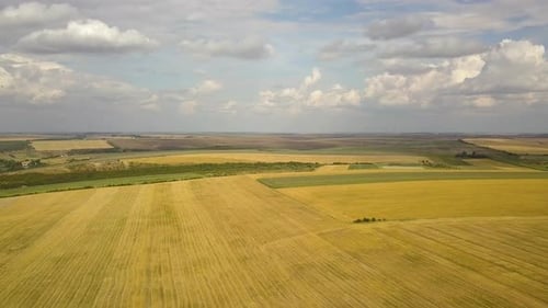 Aerial View of Harvested Wheat Fields in Rural Setting