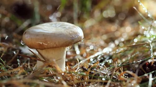 Mushroom Boletus In a Sunny Forest