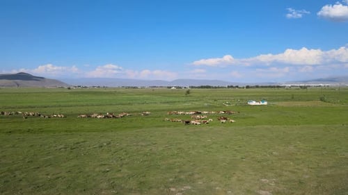 Kühe auf einem Feld