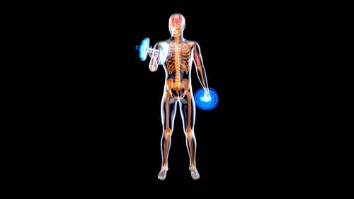 4K anatomy of a X-ray man doing biceps curls