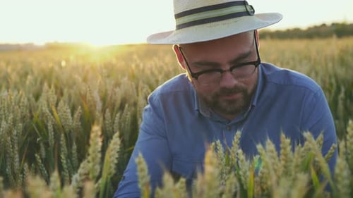 Bearded Man Inspecting Wheat Crop at Sunset