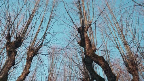 Old Linden Alley, Katvaru Manor Park, Latvia Looks So Ghostly Spoky Like Fairy Tales. Linden Tree A