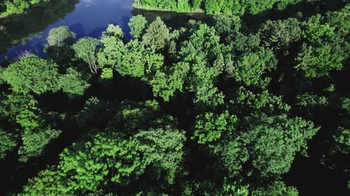 Clear Turquoise Water of Pond Surrounded By Trees and Plants