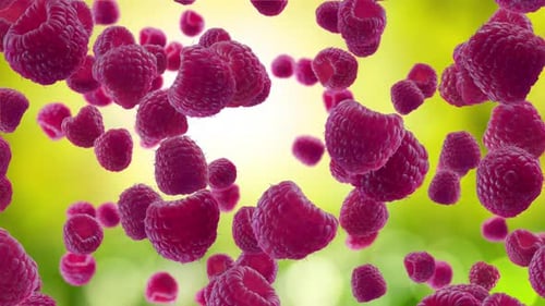 Raspberries Falling on Garden Background