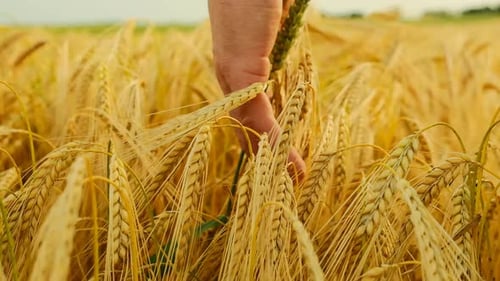 Hand Touches Ripe Wheat Field in Golden Sunlight