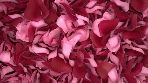 Romantic Rose Petal Reveal Transition