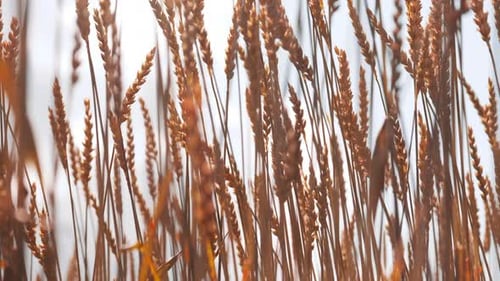 Ackerfeld mit goldener Trockenweizenernte