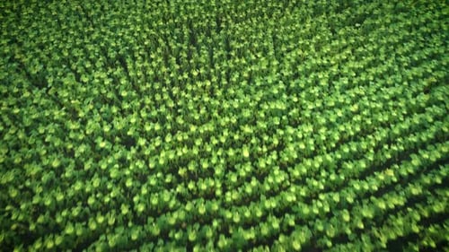 Flight Over the Field of Sunflowers