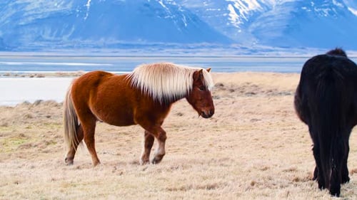 Portraits of an Icelandic Horses Closeup Icelandic Stallion Posing in a Field Surrounded By Scenic