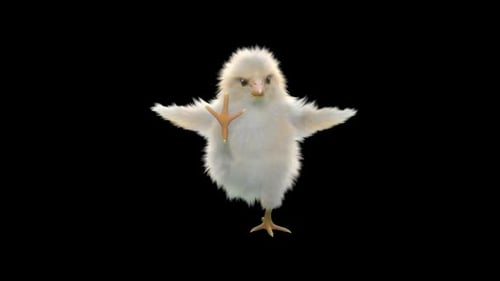 Cute Baby Chick Dancing Animation