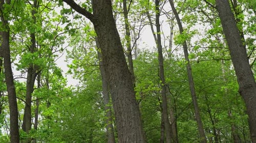 Forest In The Summer 4