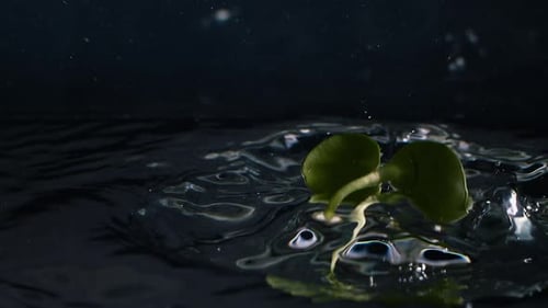 Sprout Floating on Dark Water