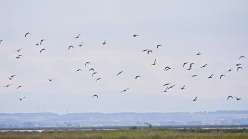 Flock of Birds Flying Across Rural Landscape