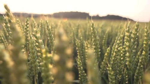 Wheat Cornfield at Harvest Season