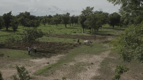 Afrika pflügt mit Ochsen