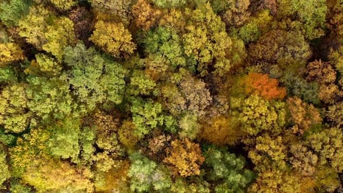 Aerial View of Colorful Autumn Forest Trees