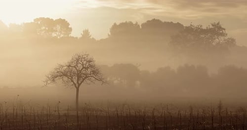 Mystical State of Nature at Sunrise