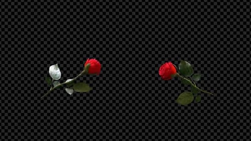Romantic Red Roses Explode Petals Transition