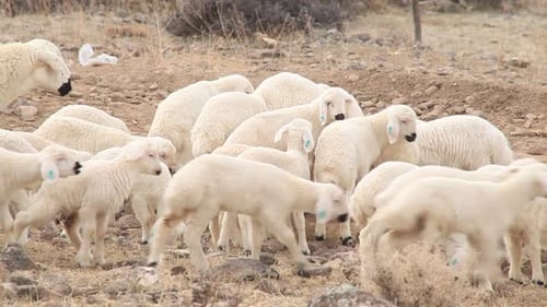 Troupeau de moutons paissant dans un pré vert