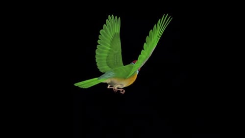 Pinson arc-en-ciel - Oiseau volant - Angle du dos - Boucle transparente