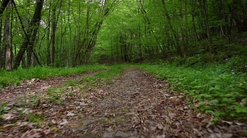 Picturesque path in the spring forest