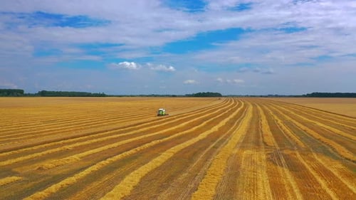 Combine Harvester Agricultural Machine Ride in the Field of Golden Ripe Wheat