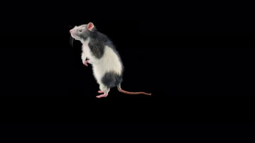 Animated Realistic Rat Standing on Hind Legs