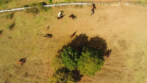 Horse Farm