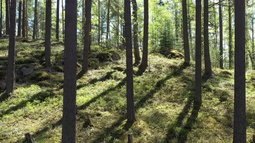Sommerlicher Wald